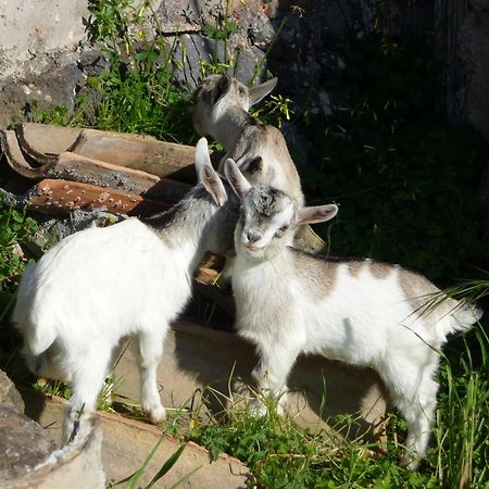 Agriturismo Biologico Corte Aragonese Санта-Мария-ди-Ликодия Экстерьер фото